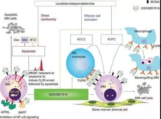 The world's first BCMA targeted drug is really coming, and the FDA expert team supports the launch of GlaxoSmithKline ADC drug at 12:0